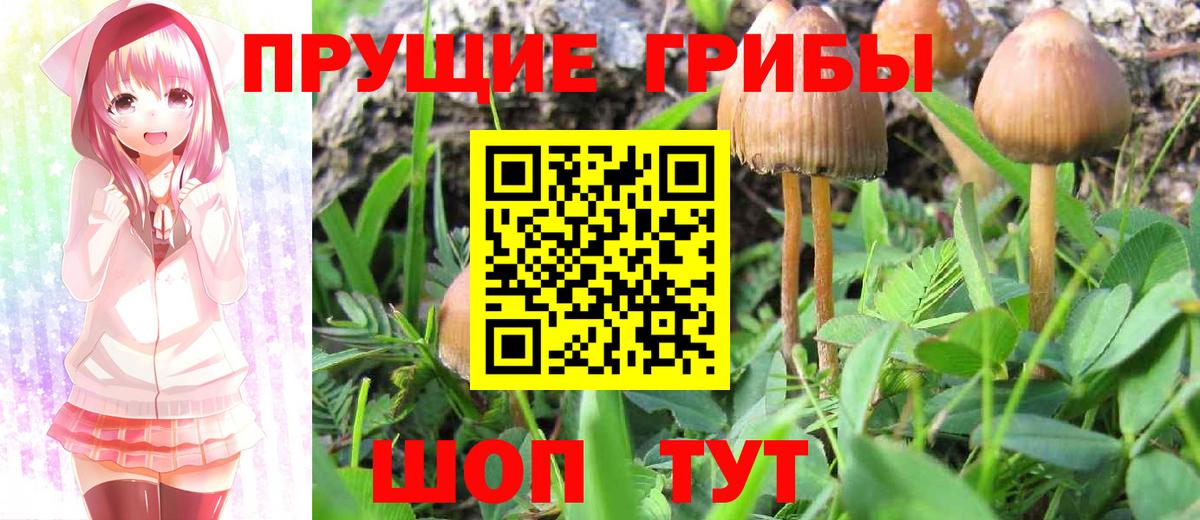 Среднеуральск  Галлюциногенные грибы Psilocybe  закладка  Вход с VPN 